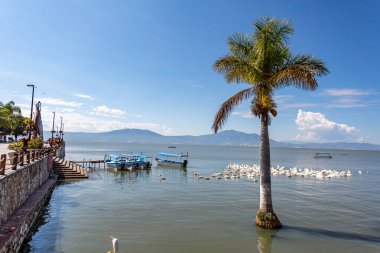 Dock and promenade on Lake Chapala with a palm tree, white pelicans, motor boats and mountains in the background, sunny day with a clear blue sky in the state of Jalisco, Mexico. Bird migration