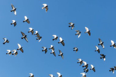 Group of domestic pigeons flying freely with a blue sky in the background, sunny day, freedom concept
