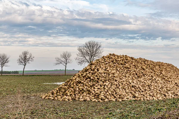Heap of sugar beets on an agricultural land, after harvest day, with trees without leaves in the background, beautiful cloudy day in south Limburg, the Netherlands Holland