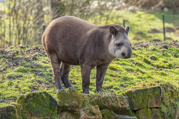 Tapir Standing Stones Moss Shore Pond Blurred Background Sunny Day — Stock Fotó