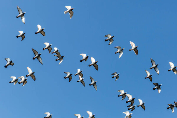 Group of domestic pigeons flying freely with a blue sky in the background, sunny day, freedom concept