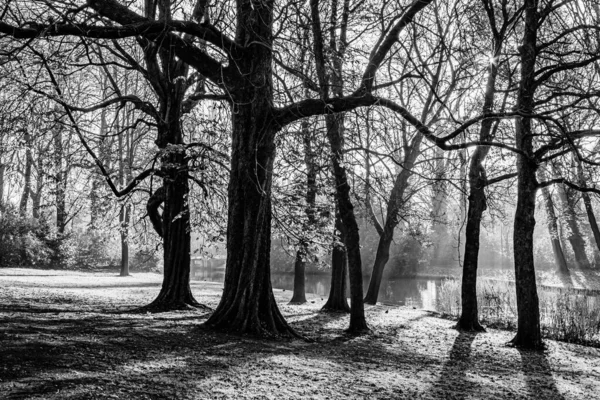 Set Bare Trees Stream Mist Blurred Background Cold Morning Wonderful — Photo