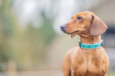 Kısa saçlı kahverengi bir dachshund 'un profil görüntüsü. Kafası derin bir bakışla çevrilmiş. Yüzüne, vücuduna ve arka planına odaklanmış kısmi bir çekim. Metin için boşluk