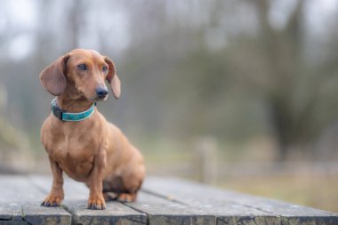 Kısa saçlı kahverengi dachshund ahşap bir masanın üzerinde oturuyor, odak, başında, dik dik bakıyor, sakin bakıyor, bulanık gri-yeşil arka plan. Metin için boşluk