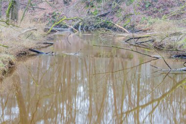 Leubeek Nehri 'nin su yüzeyine yansıyan çıplak ağaçlar, sahile ve suya düşen ağaç gövdeleri ve dalları bulanık bir zemin oluşturuyor. Lödal Doğa Rezervi, Midden-Limburg, Hollanda