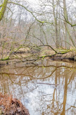 Leubeek Nehri üzerinde devrilmiş ağaçlar, su yüzeyine yansıyan gövdeler ve dallar, sisli ve bulanık arka planda çıplak ağaçlar. Hollanda 'daki Leudal Doğa Rezervi, Midden-Limburg