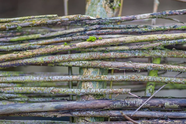 Ukierunkowane Zbliżenie Małego Mchu Splecione Gałęzie Prymitywnym Rustykalnym Ogrodzeniu Rezerwacie — Zdjęcie stockowe