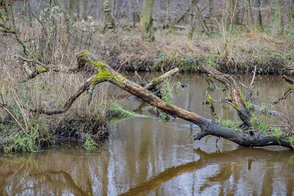 Tronc Vieil Arbre Tombé Sur Ruisseau Dans Affluent Rivière Leubeek — Photo