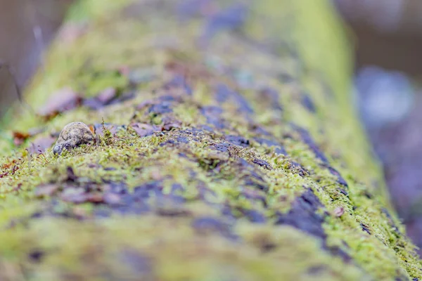 Detailní Záběr Houbu Troud Zbytek Záměrně Rozmazaný Nebo Rozostřený Kufr — Stock fotografie