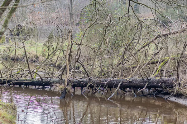 Rio Leubeek Com Uma Enorme Árvore Caída Suas Águas Ramos — Fotografia de Stock