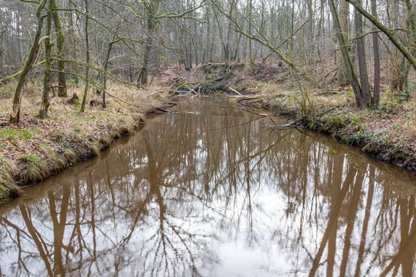 Leubeek Folyó Leudal Természetvédelmi Területen Bukott Fatörzsek Ködös Elmosódott Háttérben — Stock Fotó