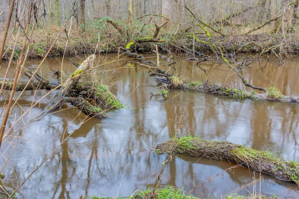 Troncos Árvores Caídas Rio Leubeek Com Partes Debaixo Água Torno — Fotografia de Stock