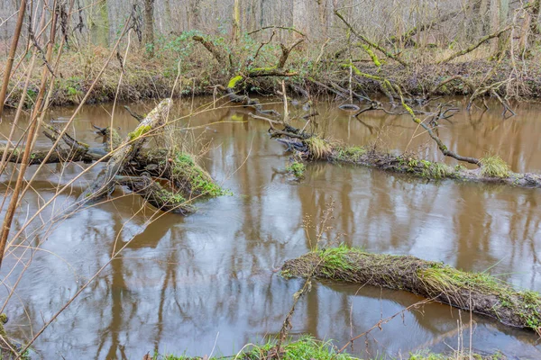 Падіння Стовбурів Дерев Річці Левбек Частинами Води Оточують Голі Дерева — стокове фото