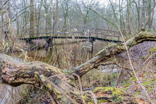 Tronco Ramas Retorcidas Con Musgo Árbol Caído Puente Sobre Río — Foto de Stock