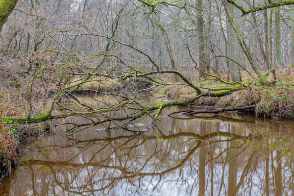 Duas Árvores Caídas Sobre Rio Leubeek Troncos Galhos Refletidos Superfície — Fotografia de Stock