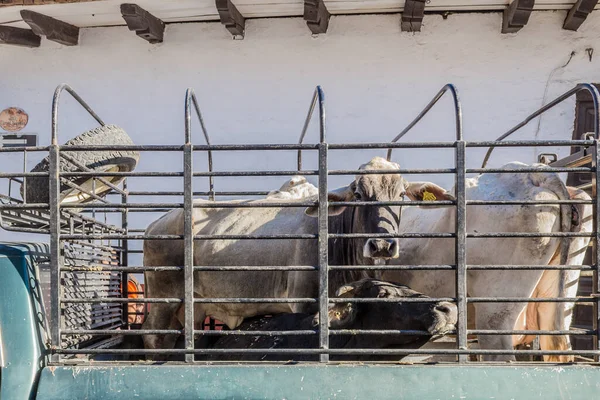 Üç Brahman ineği, Meksika 'nın Jalisco eyaletinde güneşli bir günde, bir köyde, bir evin yanındaki caddeye park edilmiş, açık bir kargo aracının arka kısmına kapatılmış.