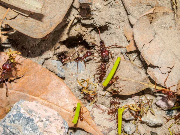 Group of red ants working together carrying green plant stems and small leaves inside an anthill among stones and sand. Teamwork concept