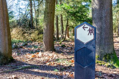 Beyaz arka planda yürüyen iki kişinin çizdiği yürüyüş direği bulanık arka planda ağaç gövdeleri, güneşli bir gün, Hollanda doğa rezervi Vennenhorst, Kuzey Brabant, Hollanda