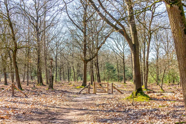 Reichlich Kahle Bäume Ein Wanderweg Richtung Holzzaun Hintergrund Eingang Zum — Stockfoto