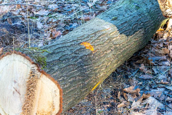 Upadły Pień Drzewa Oznaczony Żółtymi Kropkami Ziemia Pokryta Suchymi Liśćmi — Zdjęcie stockowe