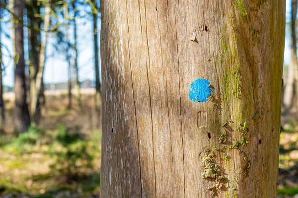 Bagażnik Oznaczony Niebieską Kropką Drzewa Tle Zamazane Słoneczna Holenderskim Rezerwacie — Zdjęcie stockowe