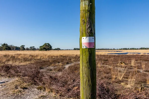 Wooden post with a hiking sign with a white and red arrow, marshy ground, brown wild grass, green trees in the blurred background, sunny day, Dutch nature reserve Natuurpoort Vennenhorts, Netherlands