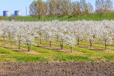 Beyaz çiçeklerle kaplı tarımsal tarla, arka planda iki büyük sanayi bacası ve ağaçları, Stevensweert, Güney Limburg 'da mavi gökyüzü ile güneşli bir gün,
