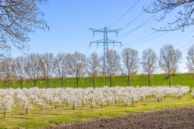 Beyaz çiçekli tarımsal manzara, seyrek yapraklı ağaçlar, yüksek voltaj kulesi ve arka planda mavi gökyüzü, Stevensweert, Güney Limburg, Hollanda 'da güneşli bir gün.