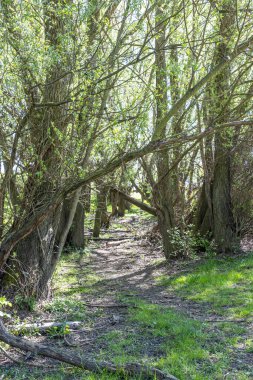 İnce yapraklı ağaçlar arasındaki dar toprak yol, yere yansıyan güneş ışığı, bulanık arka plan, Stevensweert, Güney Limburg 'da güneşli bir bahar gününde Molenoplas doğa rezervi.