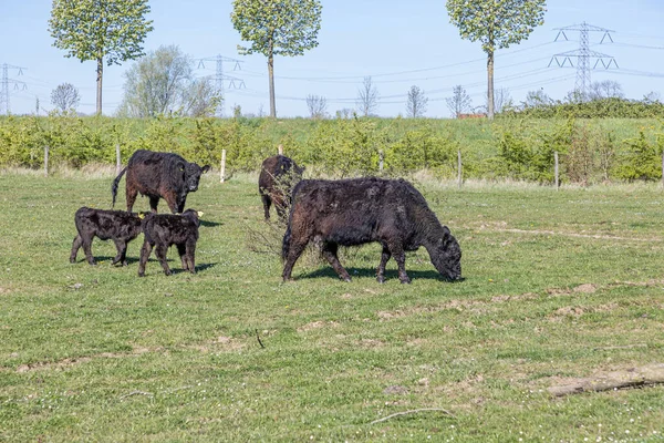 Three Galloway Cows Calves Molenplas Nature Reserve Grazing Green Grass — Stock Photo, Image