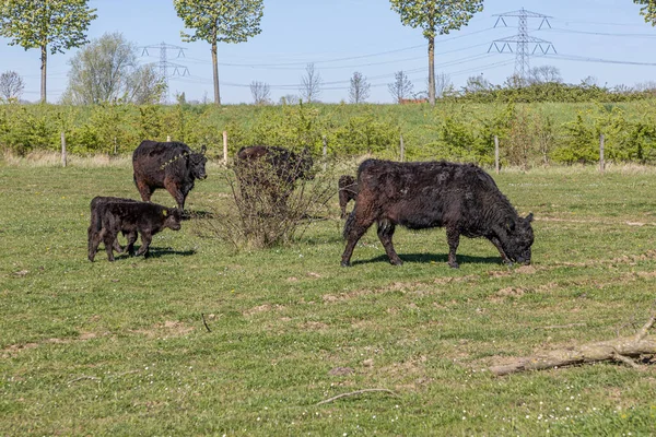 Small Herd Galloway Cattle Calmly Grazing Green Grass Molenplas Nature — Foto de Stock