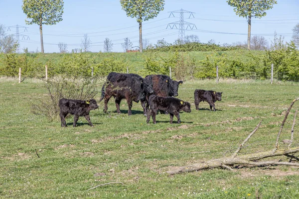 Two Galloway Cows Calves Molenplas Nature Reserve Walking Calmly Green — Stock Photo, Image