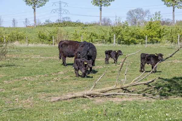 Molenplas Nature Reserve Green Grass Galloway Cows Calmly Walking Calves — Foto de Stock