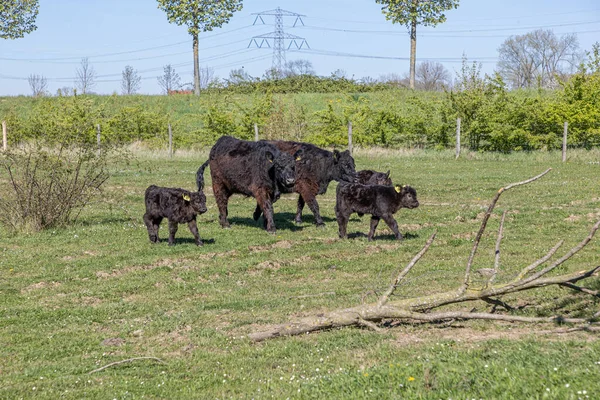Molenplas Nature Reserve Galloway Cows Calmly Walking Calves Green Grass — Stockfoto
