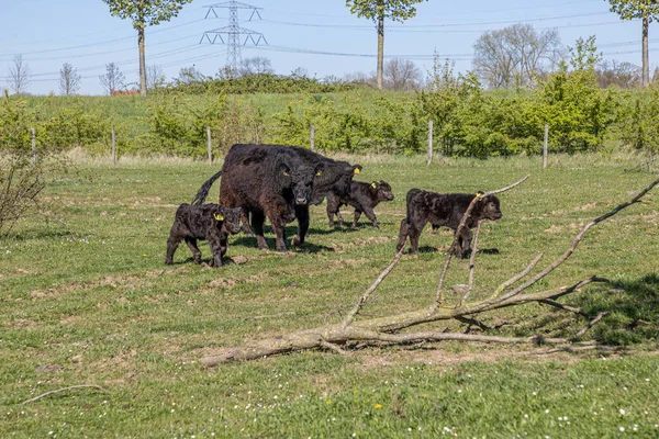 Galloway Cows Walking Calmly Calves Green Grass Molenplas Nature Reserve — Stock Photo, Image