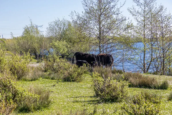 Molenplas Nature Reserve Trees Wild Vegetation Green Grass Two Galloway — Fotografia de Stock