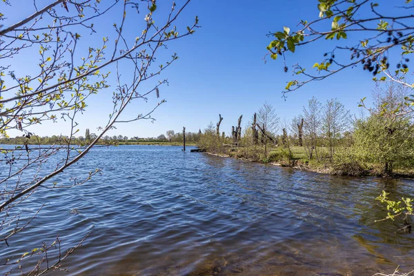 Molenplas doğa rezervi, Oude Maas nehri ve Hollanda 'nın güneyindeki Stevensweert kentinde 1500-2000 yıllık dev fosil meşe gövdeleri, arka planda ağaçlar, güneşli bir bahar günü