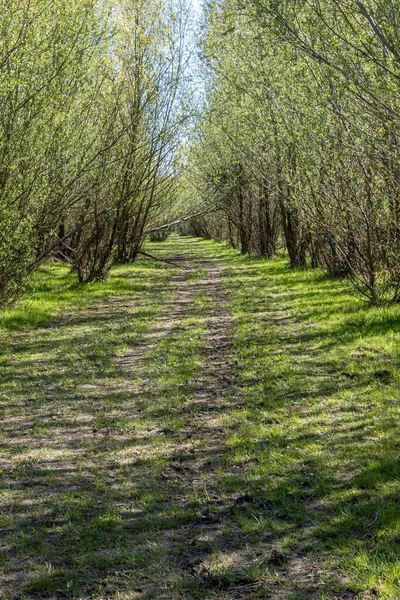 Straight Path Disappearing Background Trees Green Foliage Sunny Day Clear — Stockfoto