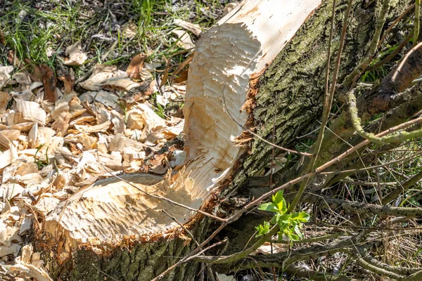 Close Fallen Tree Trunk Bitten Beaver Small Pieces Wood Molenplas — Zdjęcie stockowe