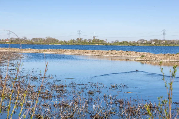 Terreno Pantanoso Longo Rio Oude Maas Plantas Aquáticas Pato Superfície — Fotografia de Stock