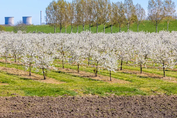 Beyaz çiçeklerle kaplı tarımsal tarla, arka planda iki büyük sanayi bacası ve ağaçları, Stevensweert, Güney Limburg 'da mavi gökyüzü ile güneşli bir gün,