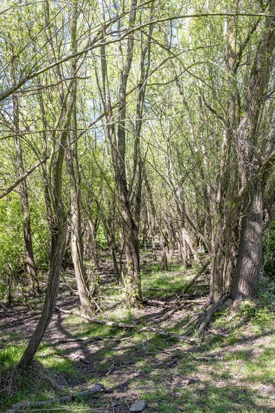 Trees Sparse Foliage Molenoplas Nature Reserve Narrow Trail Sunlight Reflected — Stockfoto