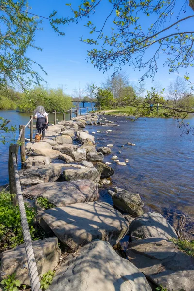 Natuurreservaat Brug Molenplas Opstapjes Oude Maas Volwassen Vrouw Met Hondenoversteek — Stockfoto