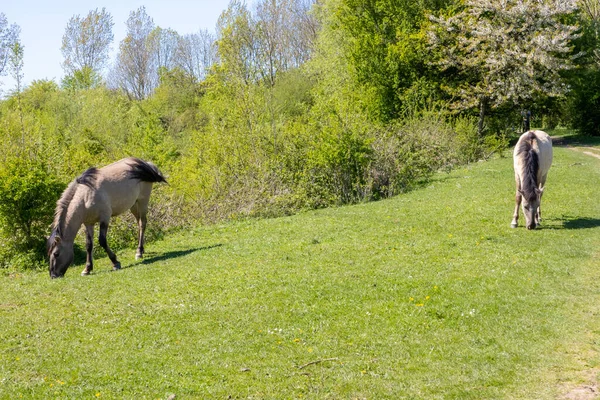 Molenplas Doğa Koruma Alanı 'nda yeşil çayırlarda otlayan iki Polonya Konik atı, kalın yeleli ve gri palto, arka planda yemyeşil ağaçlar, Stevensweert, Güney Limburg, Hollanda' da güneşli bir bahar günü
