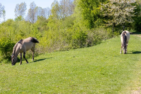 Two Polish Konik Horse Grazing Green Pasture Molenplas Nature Reserve — Foto de Stock