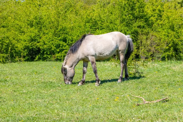Cavalo Polonês Konik Pastando Pasto Verde Fresco Reserva Natural Molenplas — Fotografia de Stock