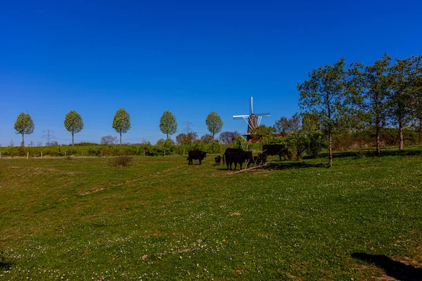 Landscape Meadow Herd Galloway Cows Grazing Molenplas Nature Reserve Green — Foto de Stock