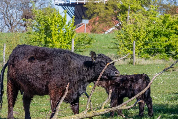 Loving Scene Galloway Cow Her Calf Molenplas Nature Reserve Wavy — Foto de Stock