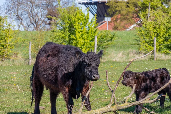 Galloway Cow Her Calf Molenplas Nature Reserve Wavy Curly Black — Foto de Stock