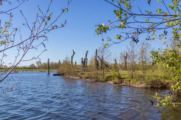 Molenplas doğa rezervinde Oude Maas, Hollanda 'nın güneyindeki Stevensweert şehrinde 1500-2000 yıllık dev fosil meşe gövdeleri, arka planda yabani bitki örtüsü, güneşli bahar günü
